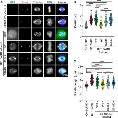 Identification of the KIF18A alpha-4 helix as a therapeutic target for chromosomally unstable tumor cells